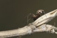 /album/linyphiidae/microlinyphia-pusilla-1-jpg/